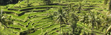 Rice Terraces - Bali H (PBH4 00 16568)
